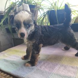 Long Haul's Striking Lil Lone Drifter - Sable male Chinese Crested puppy in New Castle, Pennsylvania from Long Haul Cresteds & Long Rotts
