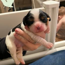 Cavalier King Charles Spaniel Puppies from CK Cavaliers