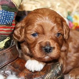 Cavalier King Charles Spaniel and Cavapoo Puppies from Country Life Cavaliers