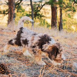 Aussiedoodle Puppies from Colorful Colorado Aussiedoodles