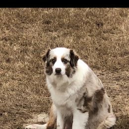 Australian Shepherd puppies from Howell Aussies