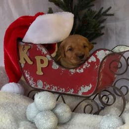 Golden Retriever Puppies from KP Golden Retrievers