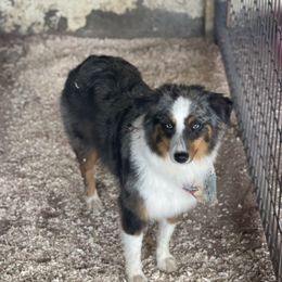 Vegas - Miniature Australian Shepherd