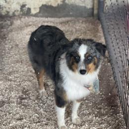 Vegas - Miniature Australian Shepherd