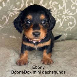Ebony - Black and tan female Dachshund puppy in Lexington, Oklahoma from BooneDox Miniature Dachshunds