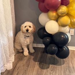 French Bulldog, Goldendoodle, and Golden Retriever All Grown Up from SoCalFamilyFrenchies, Doodles and more