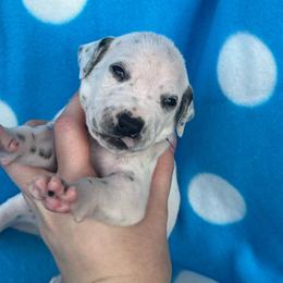 Butterfinger - White and black female Dalmatian puppy in Austin, Texas from Dazzling Dalz