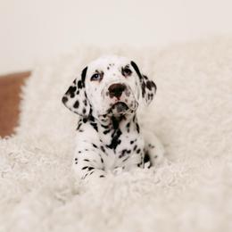 Liver White Female - White and liver brown female Dalmatian puppy in Fayette, Missouri from Lazy B Bassets and Dalmatians