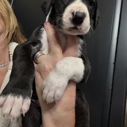 DARK GREEN - Mantle male Great Dane puppy in Plumstead Township, Pennsylvania from Gresko Danes