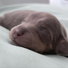 Angel - Gray (blue) and cream female Dachshund puppy in Massies Mill, Virginia from Pigeon Hill Dachshunds