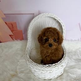 Louis(AKC) - Red  male Poodle puppy in Moreno Valley, California from Yanni's Poodle