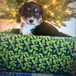 Emily - Black tri-color female Australian Shepherd puppy in Roy, Utah from Sage House Pups