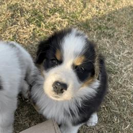 Australian Shepherd Puppies from South Ridge Aussies