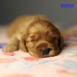 Benji - Red male Cockapoo puppy in Canastota, New York from Silver City Cockapoos