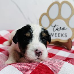 Ravioli- Red Collar - Tri-color male Bernedoodle puppy in Katy, Texas from Bluebonnet Bernedoodles of Southeast Texas