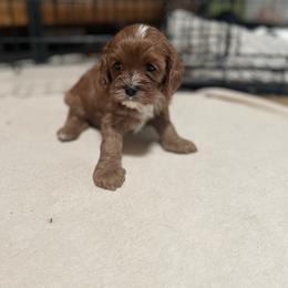 Cavalier King Charles Spaniel and Cavapoo Puppies from Larisa's Cavaliers