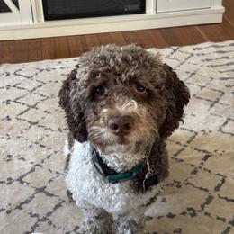 Charlie - Chocolate male Goldendoodle puppy in Johnston, Rhode Island from Puppy Love Heaven