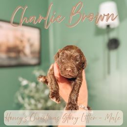 Charlie Brown - Chocolate male Cavapoo puppy in Colcord, Oklahoma from Copper Lane Aussies, Doodles & Cavapoos
