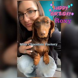 Roxy - Dachshund