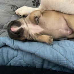 French Bulldog Puppies from The Frenchie Lady Co.