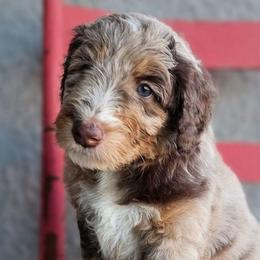 Grizzly (Bear) - Brown merle male Aussiedoodle puppy in Tucson, Arizona from Ever After Doodles Arizona