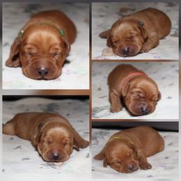 2nd pick male puppy - Yellow male Labrador Retriever puppy in Twin Falls, Idaho from Whispering White Pines Labradors