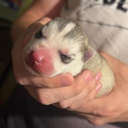 Cerberus - Gray and white male Siberian Husky puppy in Amery, Wisconsin from Sovereign Siberians