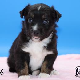 Crush - Black tri female Miniature Australian Shepherd puppy in Weeki Wachee, Florida from Arlington's Mini Aussies
