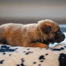 O Male 2 - Green Collar - Yellow male Dutch Shepherd puppy in Alum Creek, West Virginia from Stay Wild K9