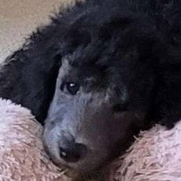Nash - Black Poodle puppy in Kronenwetter, Wisconsin from Amanda's Poodles