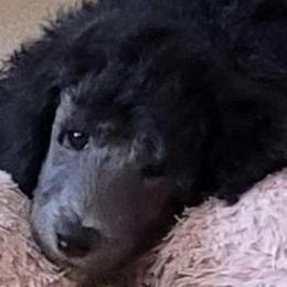 Nash - Black Poodle puppy in Kronenwetter, Wisconsin from Amanda's Poodles