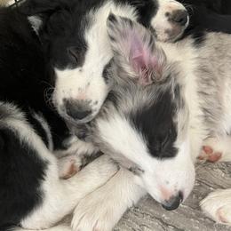 Border Collie Puppies from Roaring River Border Collies