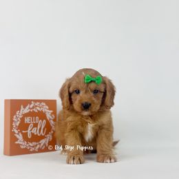 Rocky (Green Collar) - Red male Cavapoo puppy in Republic, Missouri from Red Skye Puppies