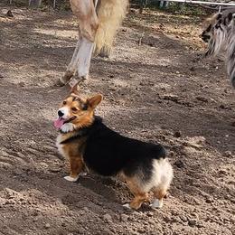 Pembroke Welsh Corgis from Lindsey Smith