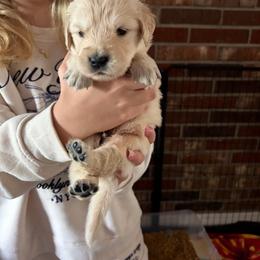 Hatch (Orange) - Light golden male Golden Retriever puppy in Jacksonville, Florida from River City Golden Retrievers