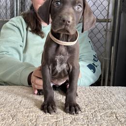 Pink Girl - Liver female German Shorthaired Pointer puppy in Dearborn, Missouri from Hardwood Kennels