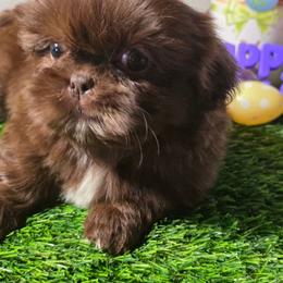 Erine (Theodore) - Chocolate male Shih Tzu puppy in Brighton, Missouri from Morningstar's Shih Tzu