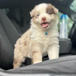 Lion ASDR - Red merle male Australian Shepherd puppy in Orlando, Florida from Skaky Shepherds