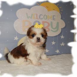 Kisses AKC - Tricolor female Shih Tzu puppy in Lawrenceburg, Tn, Tennessee from Shedd's Shih Tzus