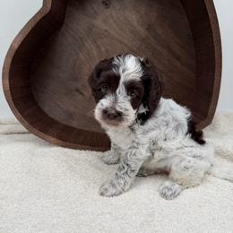 Haven - Chocolate female Australian Labradoodle puppy in Denton, Texas from Liberty Hill Labradoodles