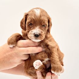 Martha - Red  female Goldendoodle puppy in Idaho Falls, Idaho from Meadowlark Park