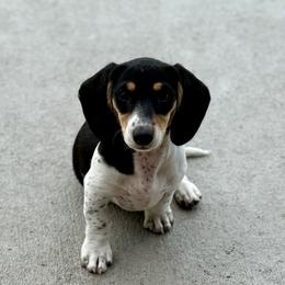 Bentley-2500 - Piebald male Dachshund puppy in Winter Haven, Florida from Dreamwork Dachshunds