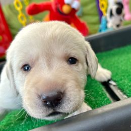Girl 2 - Yellow female Labrador Retriever puppy in Gilbert, Arizona from Mad Rabbit Labradors
