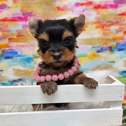 Foxi TEACUP - Blue and gold female Yorkshire Terrier puppy in Monticello, Iowa from Ashley’s Puppies