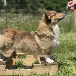 Maverick - Pembroke Welsh Corgi