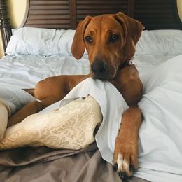 Rhodesian Ridgeback All Grown Up from RR Ridgebacks