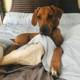 Rhodesian Ridgeback All Grown Up from RR Ridgebacks