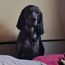 Squirrel - Bluetick Coonhound