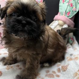 Hudson - Red male Shih Tzu puppy in Stafford, Virginia from Bayview Pups