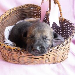 Green Collar Boy - Sable male German Shepherd puppy in Oxford, Arkansas from Atlas Shepherds